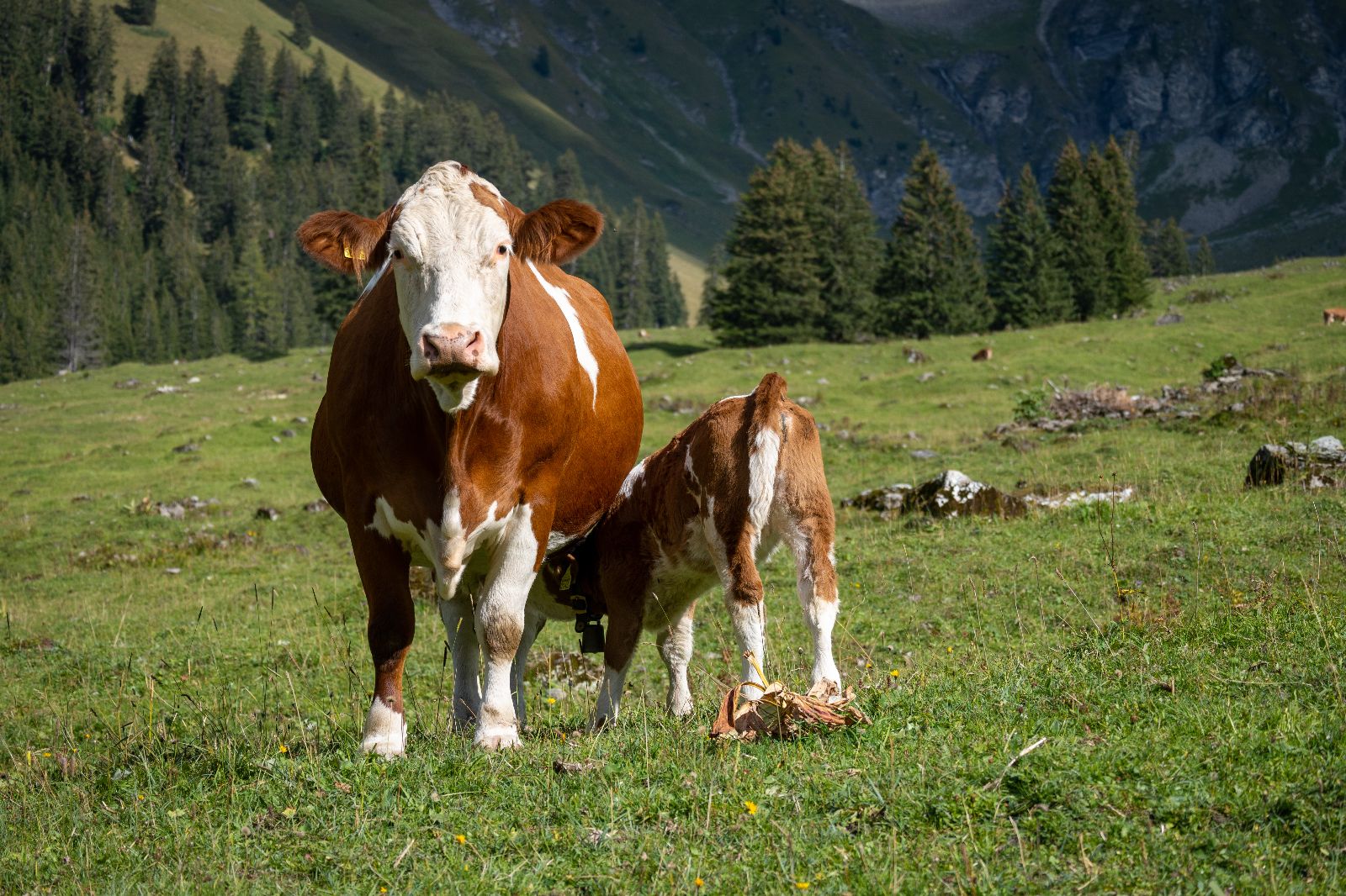 Vacca madre Simmental allatta il vitello in alpeggio