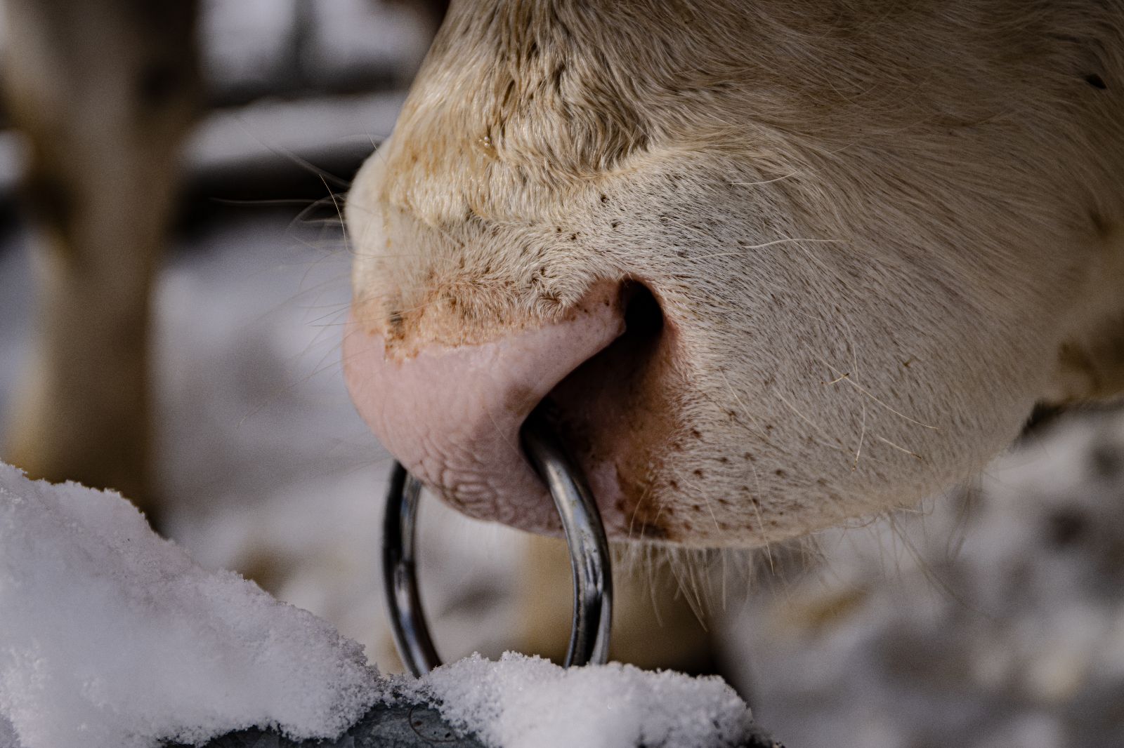 Bocca di toro con anello al naso