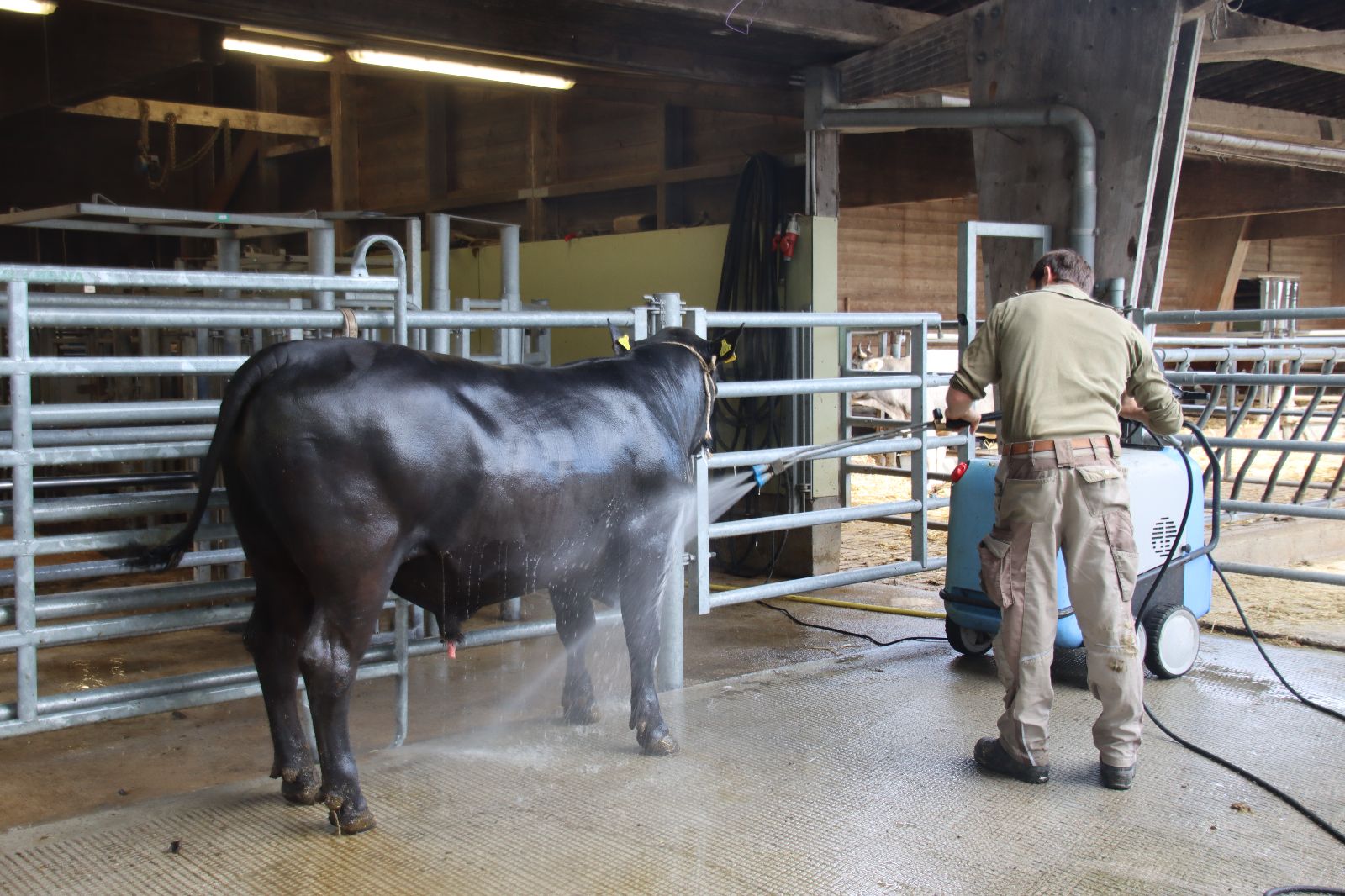Un toro viene pulito con un sottile getto d'acqua.