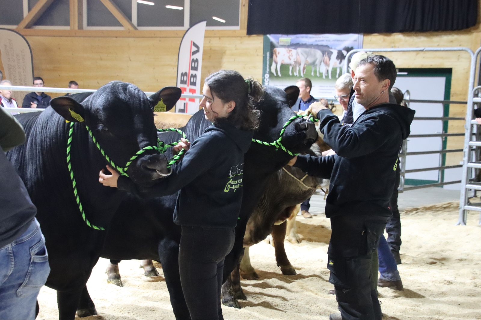 Le père et la fille présentent côte à côte deux taureaux Angus dans le ring