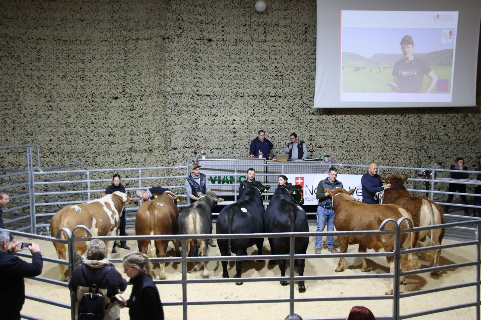Nell'anello di presentazione della Vianco Arena, due tori Simmental, uno grigio, due Angus e due Limousin saranno presentati per la selezione dei campioni.