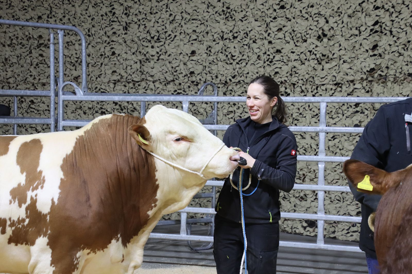 Una giovane donna presenta un robusto toro Simmental alla cavezza