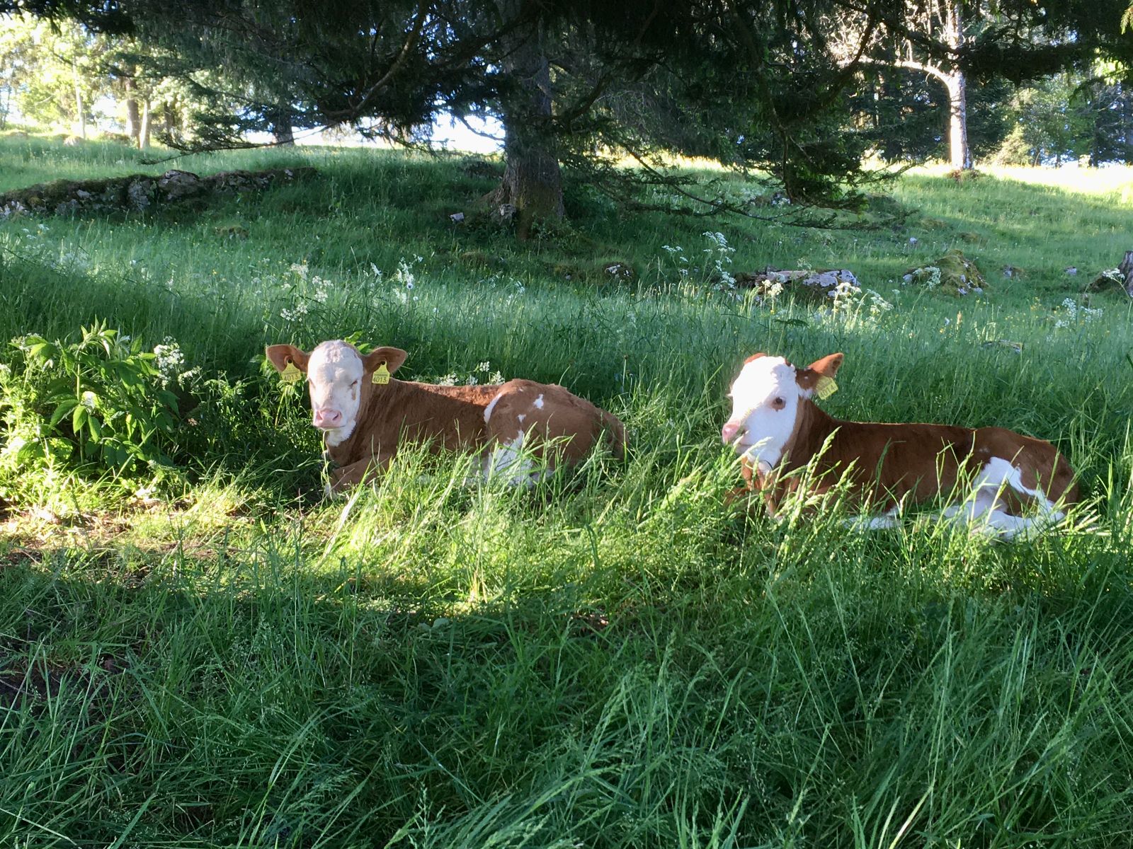 Vitelli Natura Veal prendono il fresco nella zona d’ombra di un pascolo boschivo, dove occhieggia anche qualche raggio di sole.