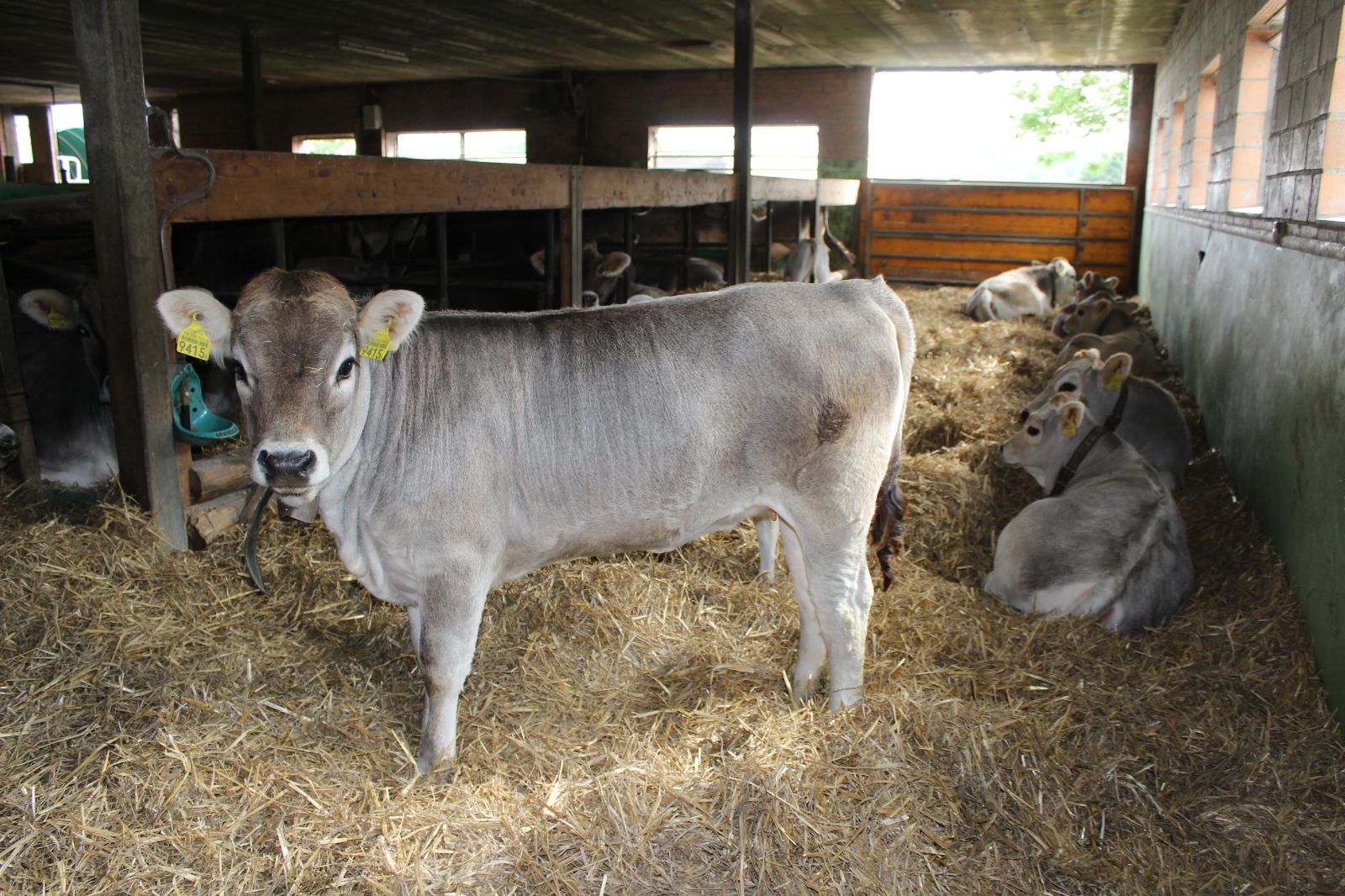 Nella stalla, gli animali Natura-Beef e Natura-Veal sono liberi di muoversi come vogliono. Per ognuno c’è una lettiera asciutta e pulita dove sdraiarsi.
