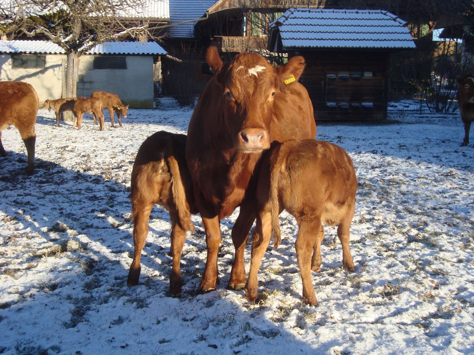I vitelli che crescono con la madre hanno cibo a sufficienza anche quando il pascolo è coperto di neve, visto che vengono allattati! La madre, però, ha bisogno di mangiare – e in inverno il foraggio lo trova solo nella stalla.
