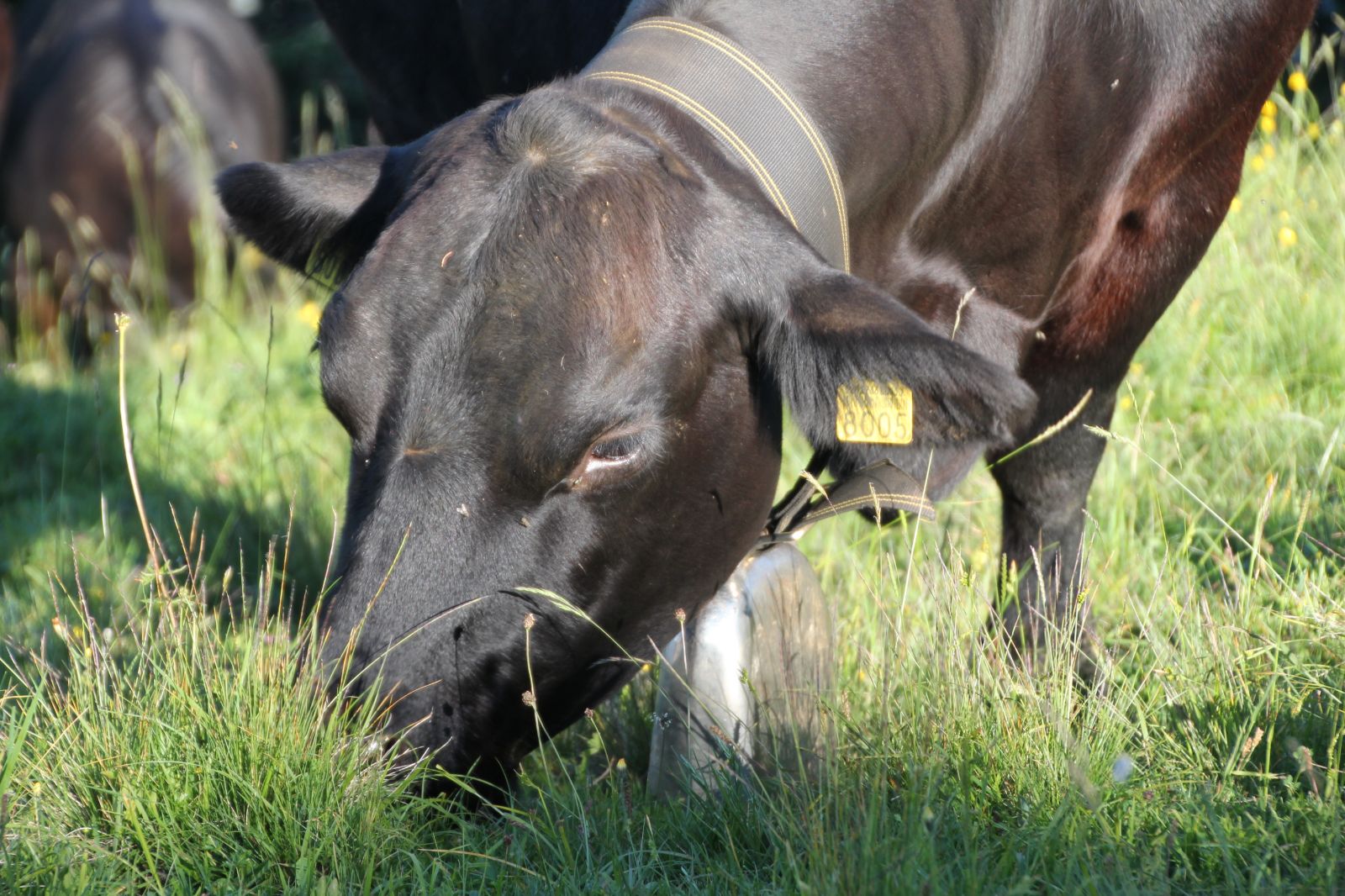 Le vacche madri brucano erba che non viene irrigata artificialmente e che riceve solo acqua piovana. Le carni provenienti da allevamenti svizzeri di vacche madri sono carni di animali nutriti esclusivamente di erba.