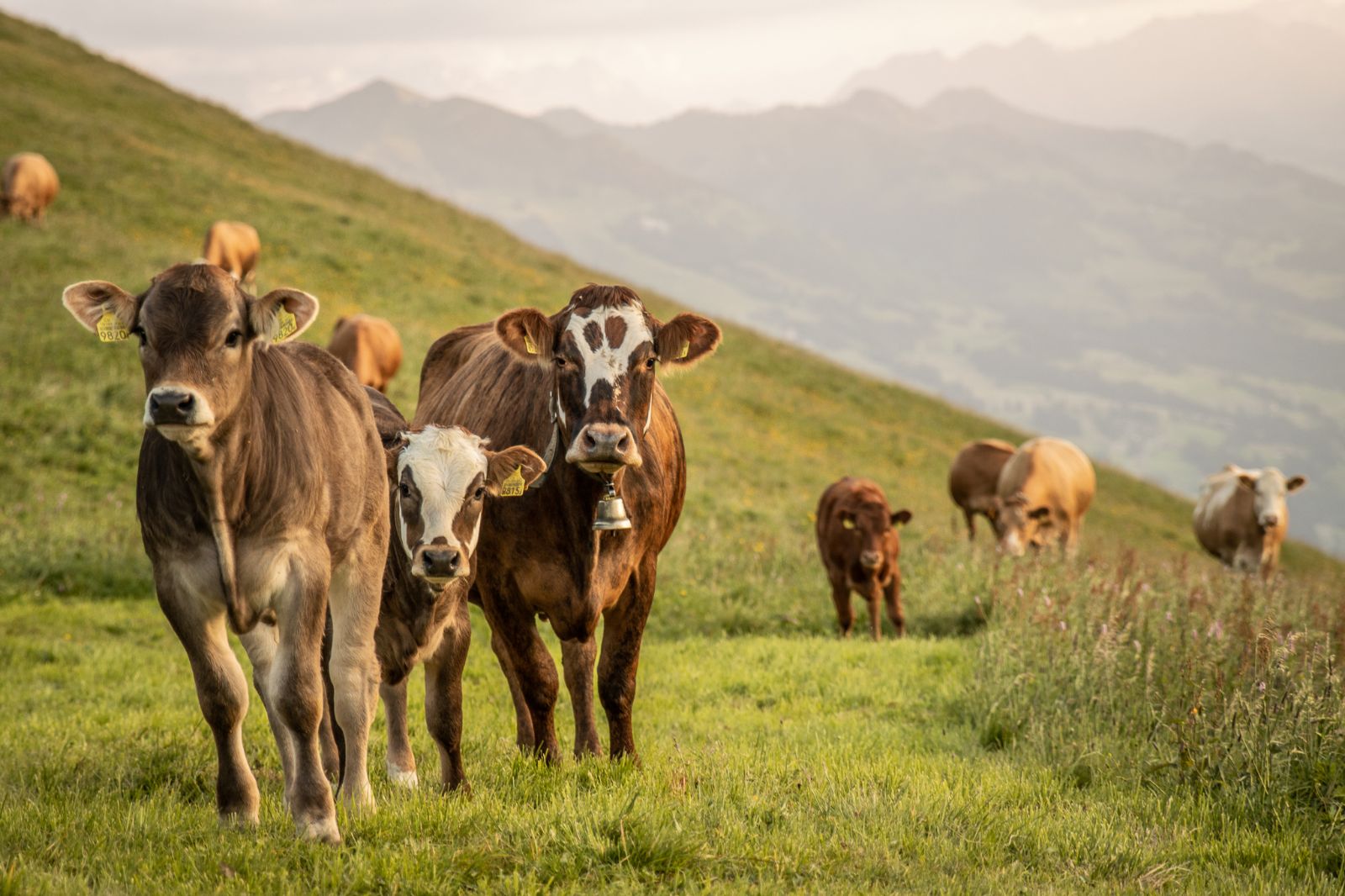 Per quanto riguarda l’impatto ambientale e climatico, non tutte le carni sono uguali, anzi! Natura-Beef è senz’altro la scelta giusta.