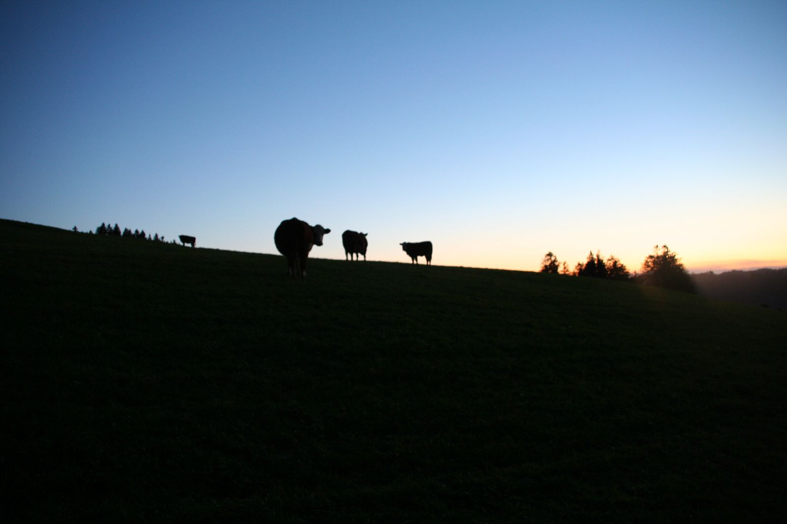 I bovini amano la frescura notturna. Inoltre, di notte sono meno infastiditi dalle mosche e dagli altri insetti tipici delle calde giornate estive.