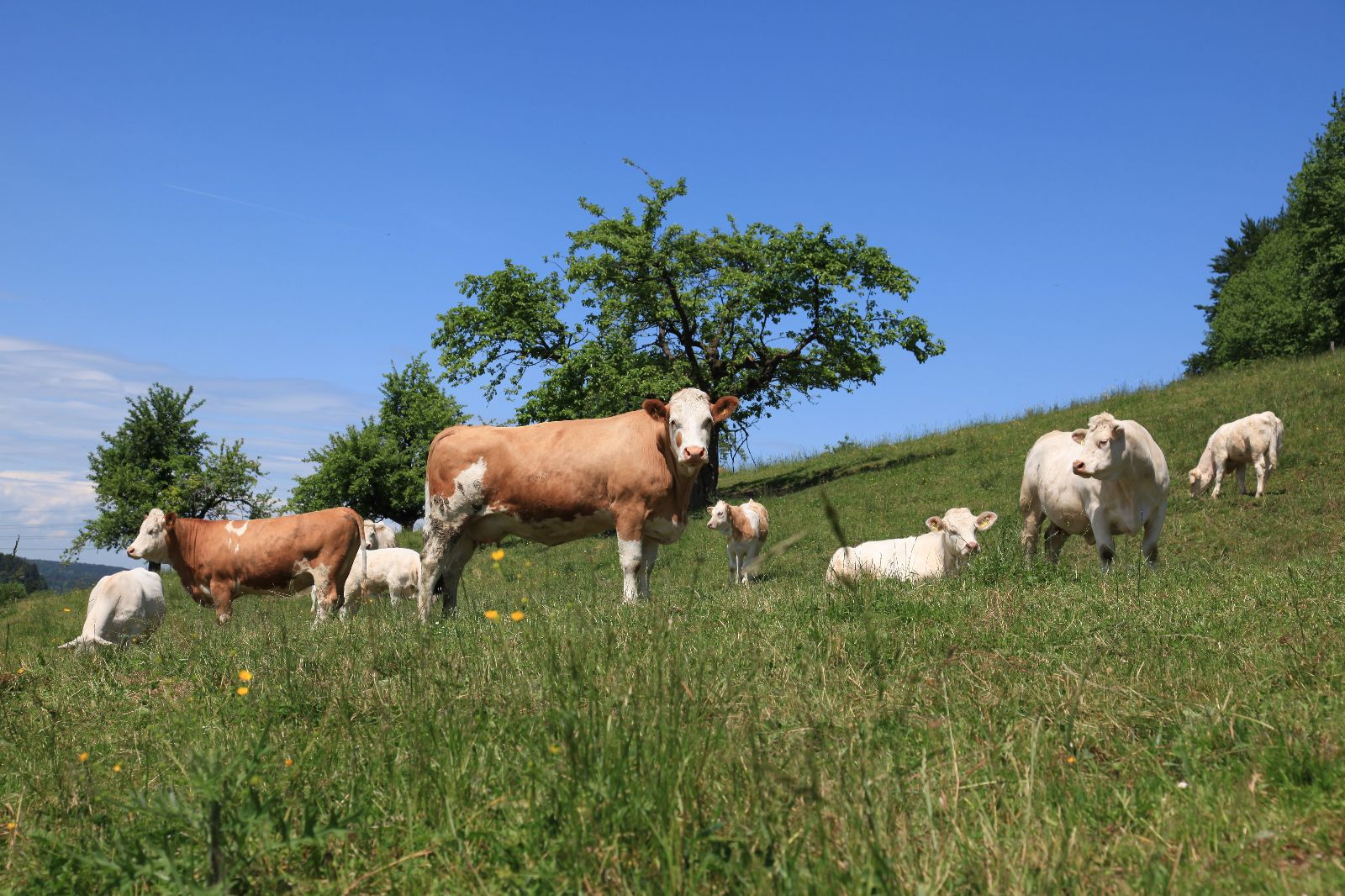 Vacche nutrici Simmental e Charolais e vitelli al pascolo sotto un albero da frutto.