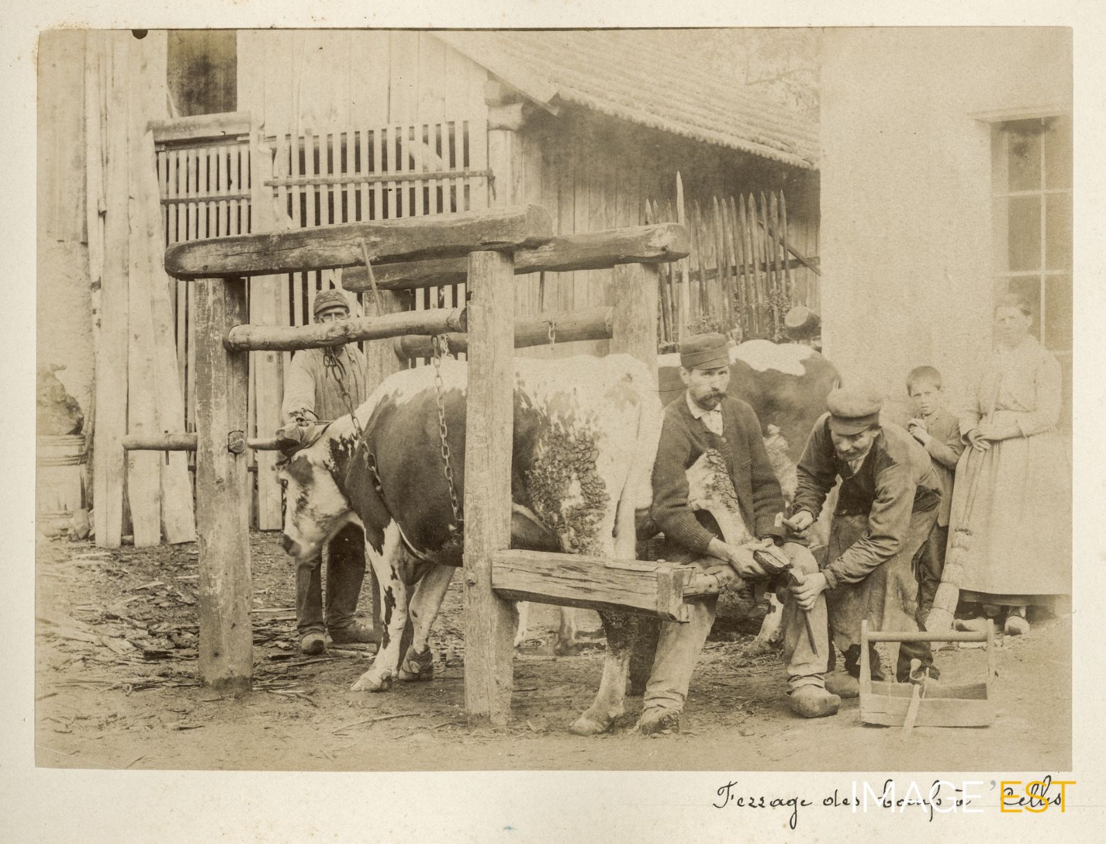 Per la ferratura, il bue veniva immobilizzato in un’apposita struttura di legno, il «travaglio». Per portare a termine l’operazione occorreva l’aiuto di diverse persone.