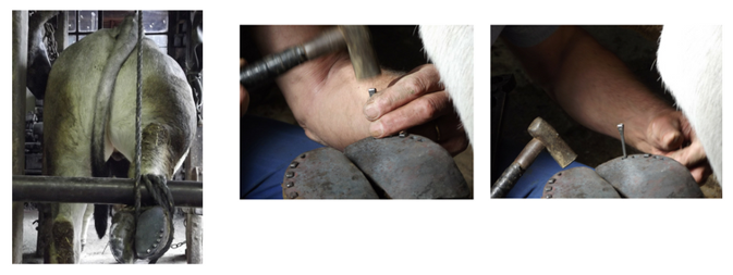 Mutterkühe mit Kälbern auf Alpweide