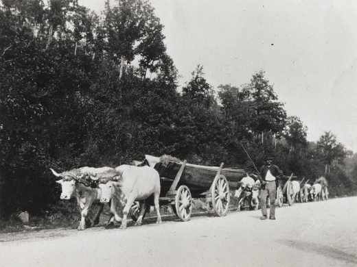 I tiri di buoi furono utilizzati per trasportare tronchi, pietre, cereali e pesce, soprattutto dal XIX secolo fino agli anni Cinquanta del secolo scorso. I boari incoraggiavano i loro buoi cantilenando il cosiddetto «tiaulage».