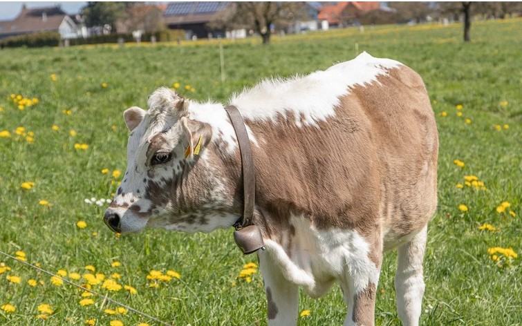 Vitello con le tipiche macchie bianche sul manto su un prato.