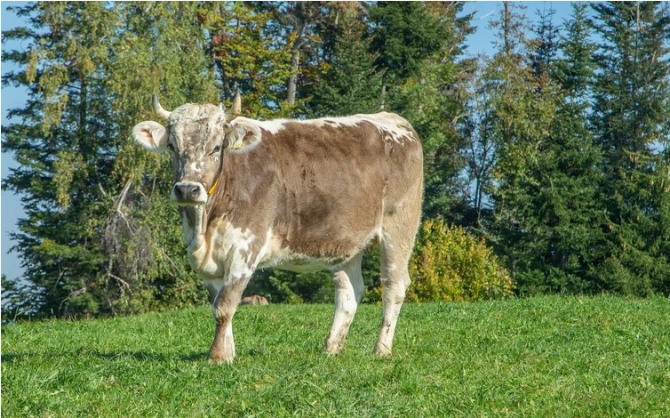 Mucca bruna con tipiche macchie bianche sul mantello al pascolo