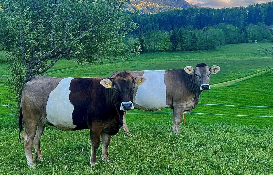 Due mucche di razza Bruna con fascia bianca al pascolo.