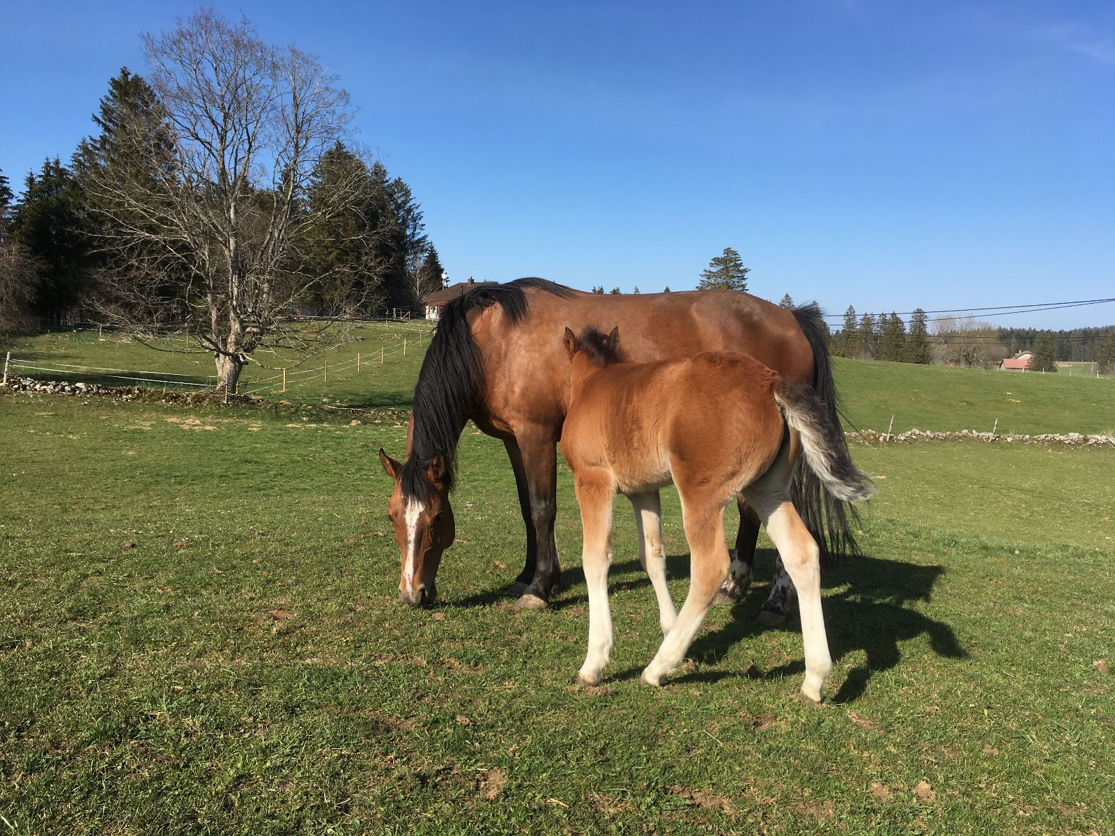 L’altopiano giurassiano delle Franches-Montagnes è la regione da cui ha origine l’omonima e unica razza di cavalli svizzera. Per la popolazione del posto, questa razza riveste una grande importanza economica e socioculturale.