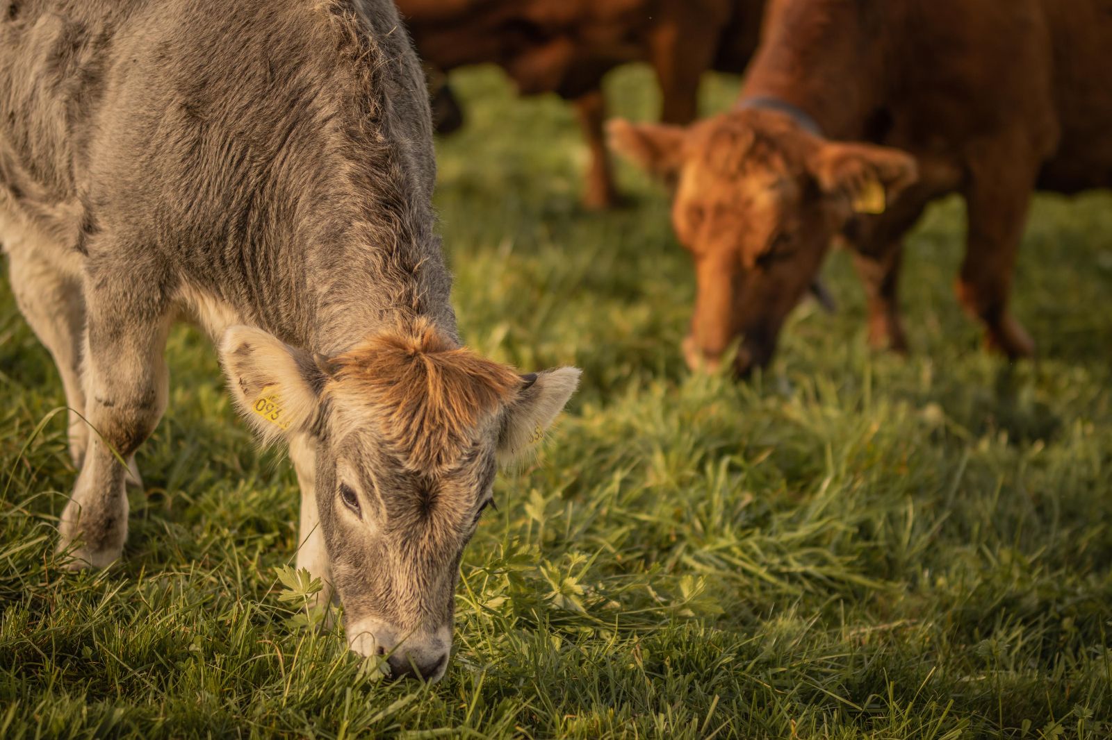 L’erba non è commestibile per l’essere umano, ma Natura Beef la trasforma in cibo pregiato.