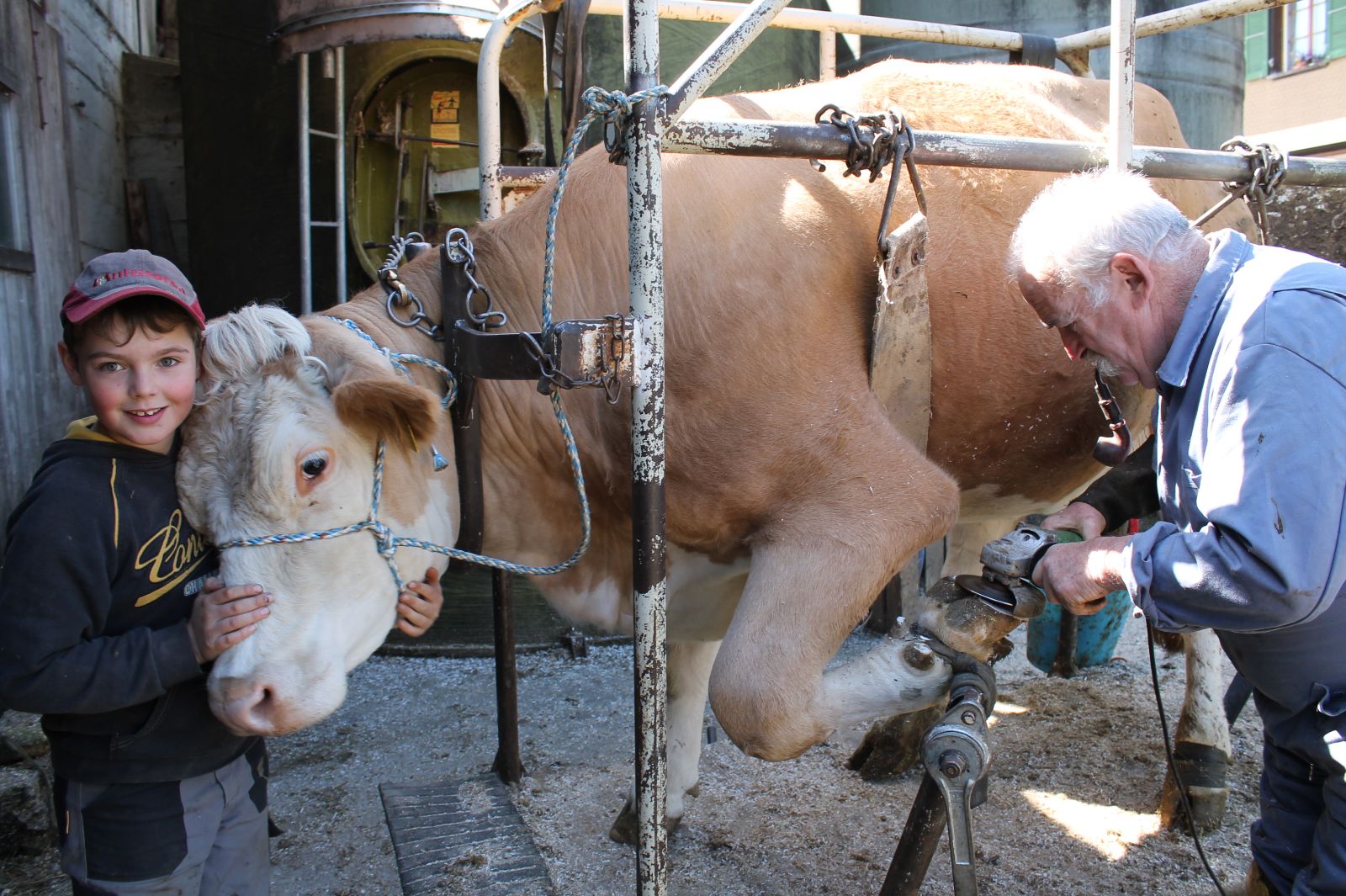 Oggi la cura degli zoccoli non può certamente essere paragonata alla ferratura di un tempo. Le mucche sono abituate al travaglio (la struttura di contenimento) nel quale devono entrare di tanto in tanto, ad esempio per una bella pedicure.