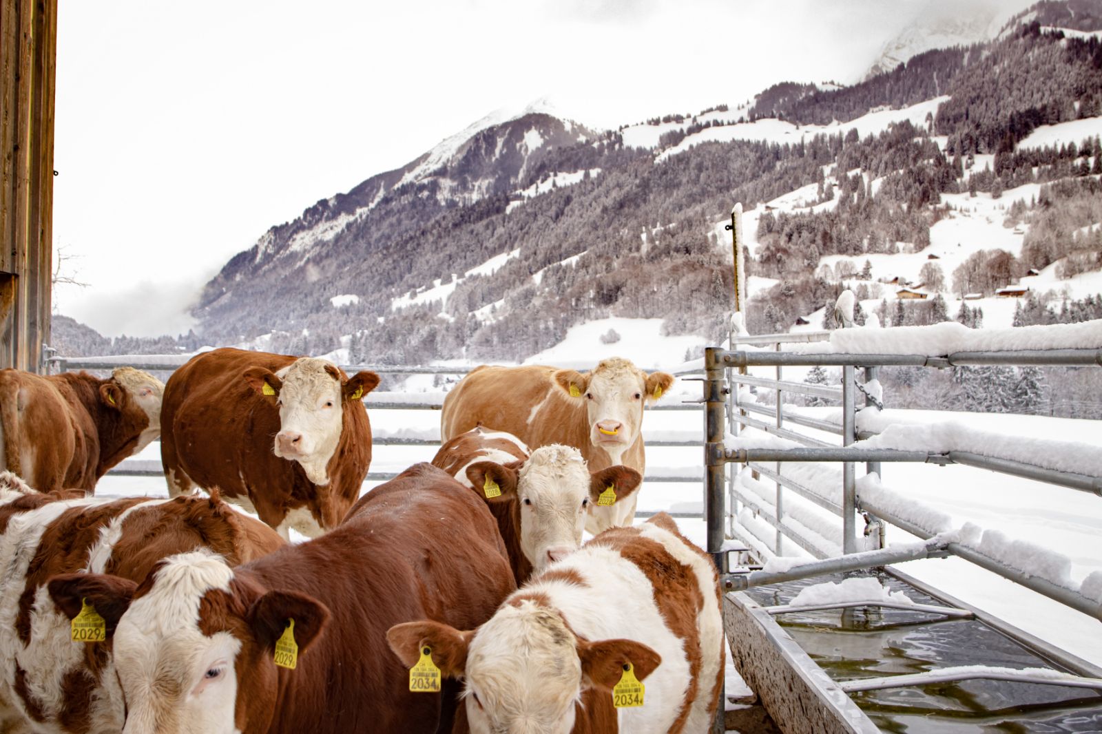 La quantità di precipitazioni (sia pioggia sia neve) sul suolo svizzero è relativamente grande. Molte sorgenti e pozzi sono alimentati da acqua purissima e filtrata in modo naturale.