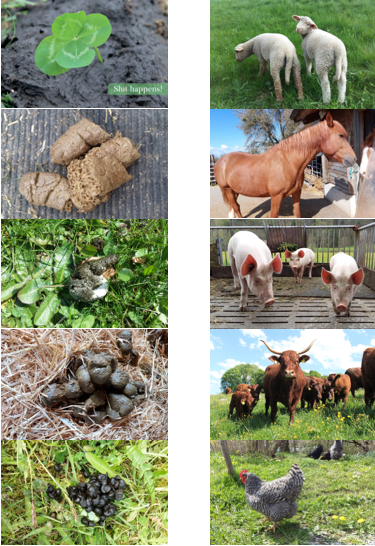 La colonna di sinistra mostra le feci degli animali da allevamento. Nella colonna di destra si possono vedere un cavallo, maiali, mucche da latte e vitelli, una capra, agnelli, oche e una gallina.
