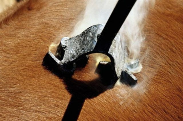 Per marchiare a fuoco un animale si applica direttamente sul suo mantello uno stampo di metallo arroventato. In Svizzera questa pratica è tassativamente vietata. | Fonte: www.leder-info.de