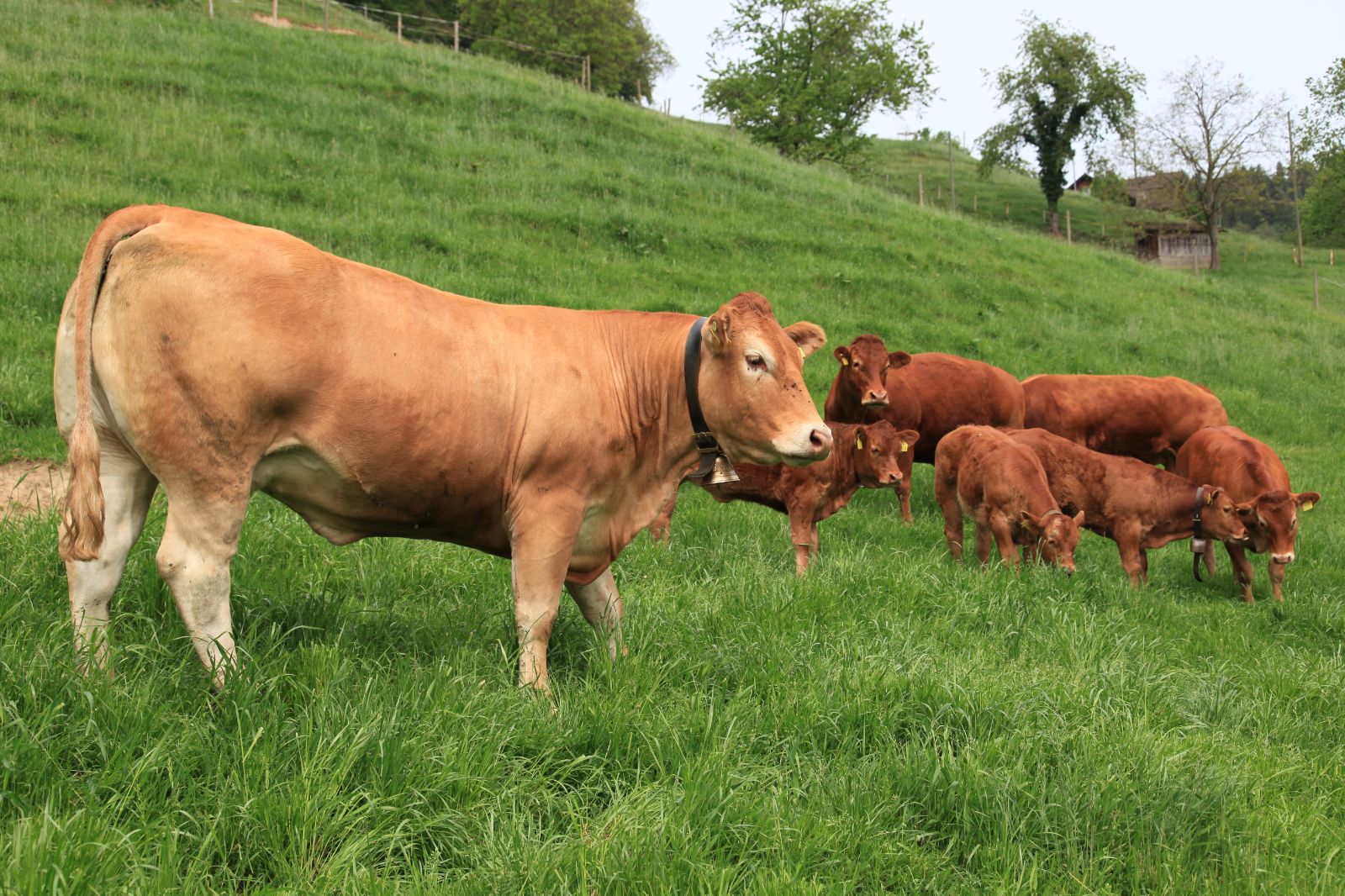 Vacche madri e vitelli Limousin al pascolo sul pendio