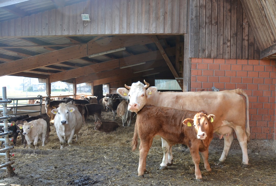 Vacca madre con vitello nel cortile di esercizio di fronte alla stalla con un'area di riposo dove ci sono altre vacche e vitelli