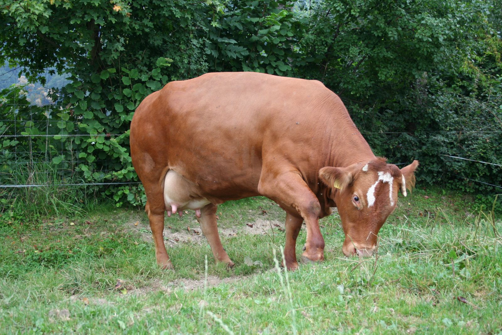 Non bisogna mai dimenticare che la madre è sempre pronta a proteggere il suo vitello.