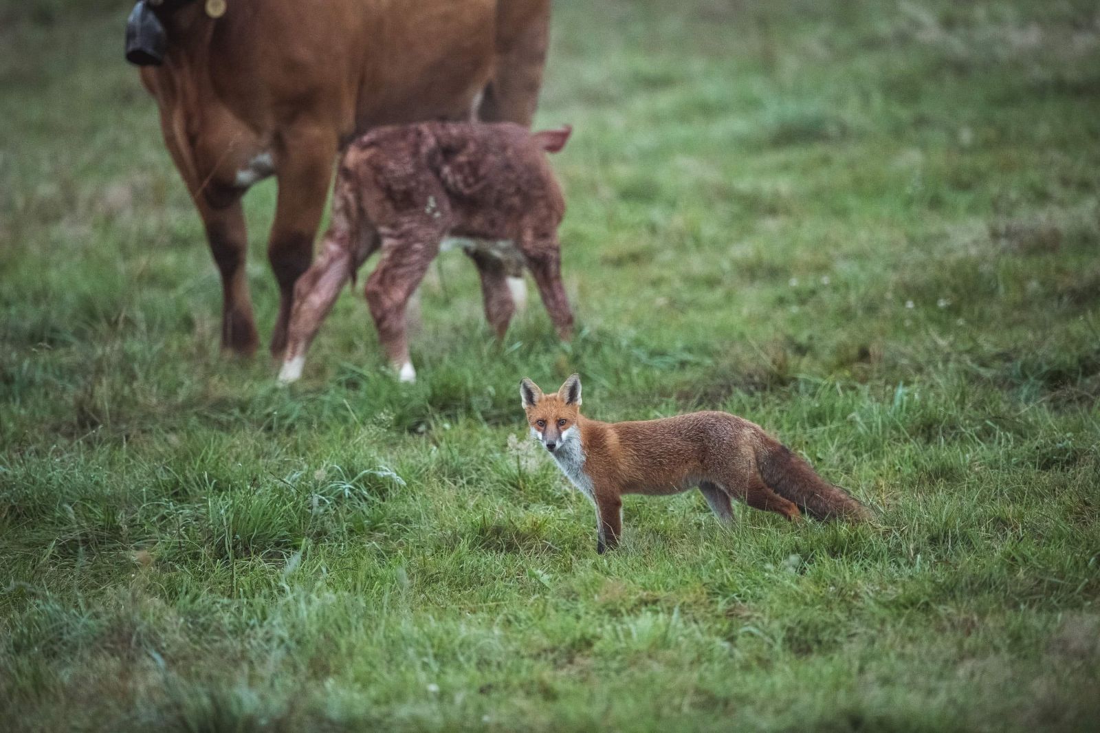 Un animale aggraziato e timido… ma che resta un predatore