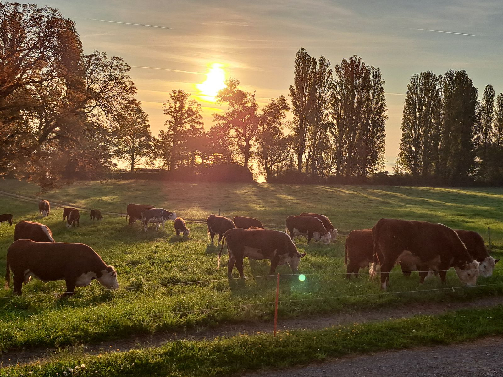 L’erba dei prati, così importante nella rotazione tra un seminativo e l’altro per mantenere la fertilità del suolo, non è persa, bensì trasformata dalla mandria di vacche madri (foto messa gentilmente a disposizione).