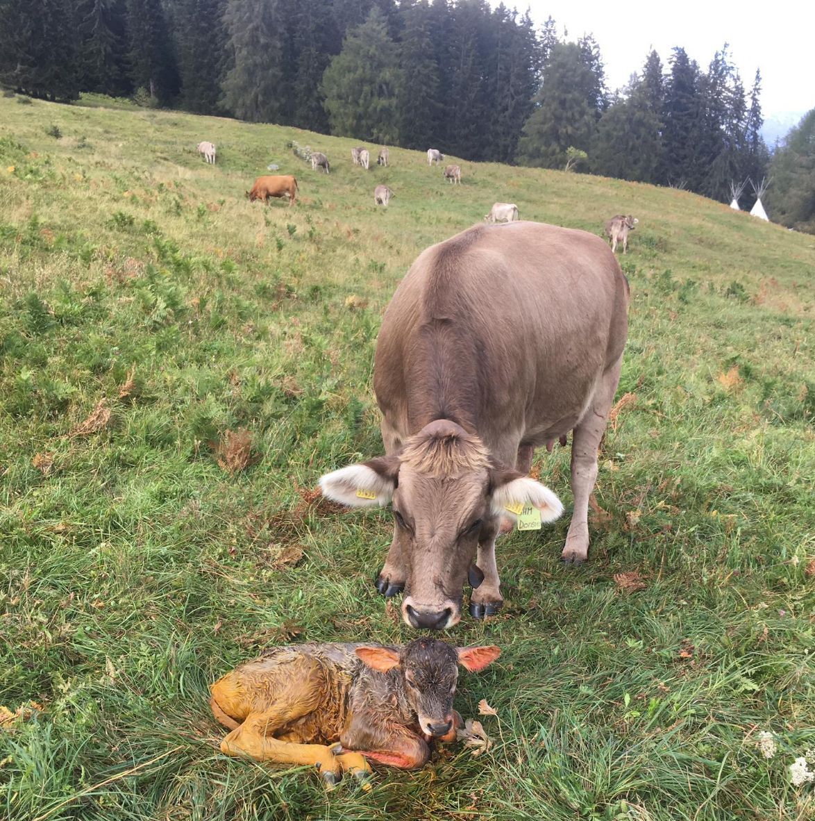 Una mucca con il suo vitellino appena nato. Non c’è nulla di più naturale di un parto al pascolo.