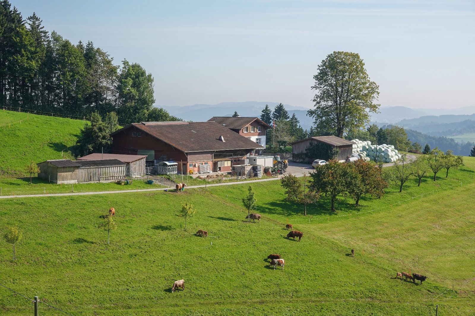 L’azienda di Irma e Urs Schatt con la mandria di vacche madri al pascolo.