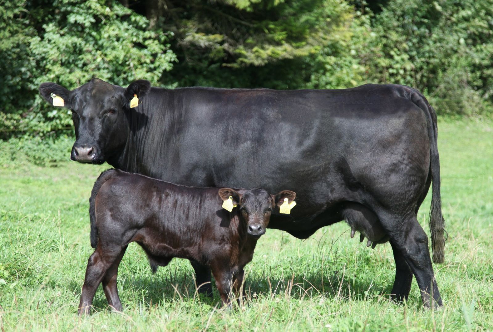 Natura-Beef e Natura-Veal: da 40 e 11 anni rispettivamente, questi due marchi garantiscono carni prodotte nel rispetto della specie, provenienti da animali allevati assieme alla madre e nutriti di erba e fieno.