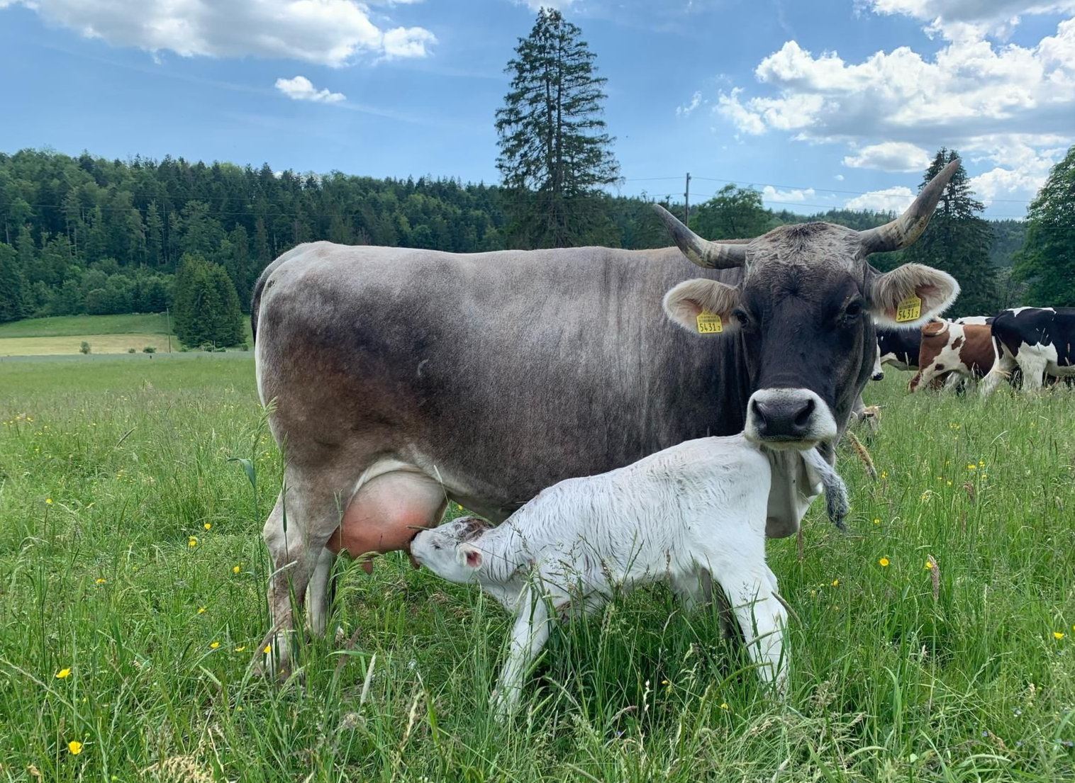 Vacca madre grigia al pascolo allatta il piccolo vitello