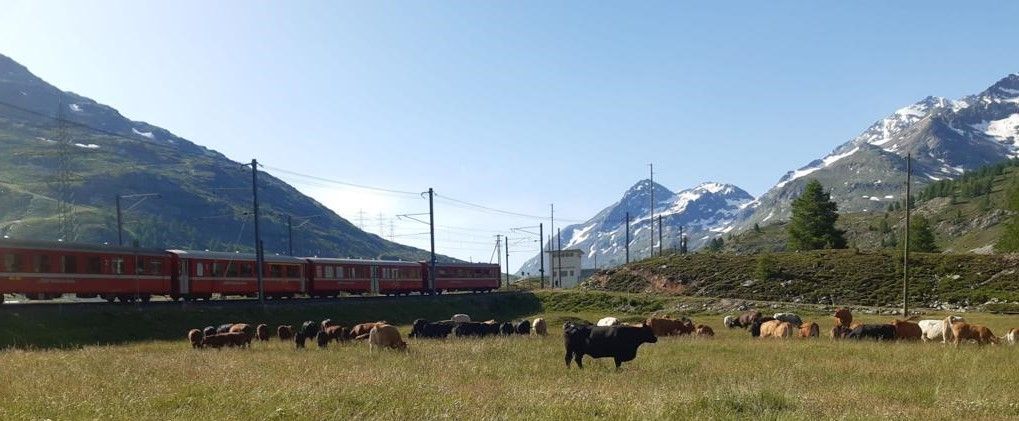 Ferrovia, carrozzabile, linee ad alta tensione, sentieri, mandrie al pascolo e così via: sul passo del Bernina si fronteggiano molti interessi contrastanti.