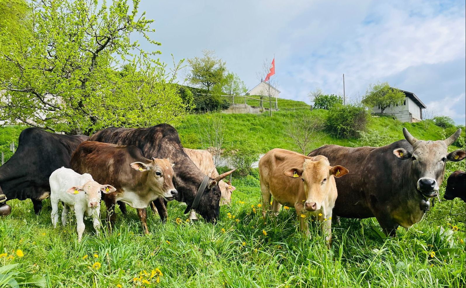 Non solo bovine di razza Aubrac ma anche diversi zebù: con questi Rebekka Strub spera di ottenere una mandria adatta alle condizioni locali e alle sfide che attendono l’agricoltura. (Foto: Rebekka Strub)