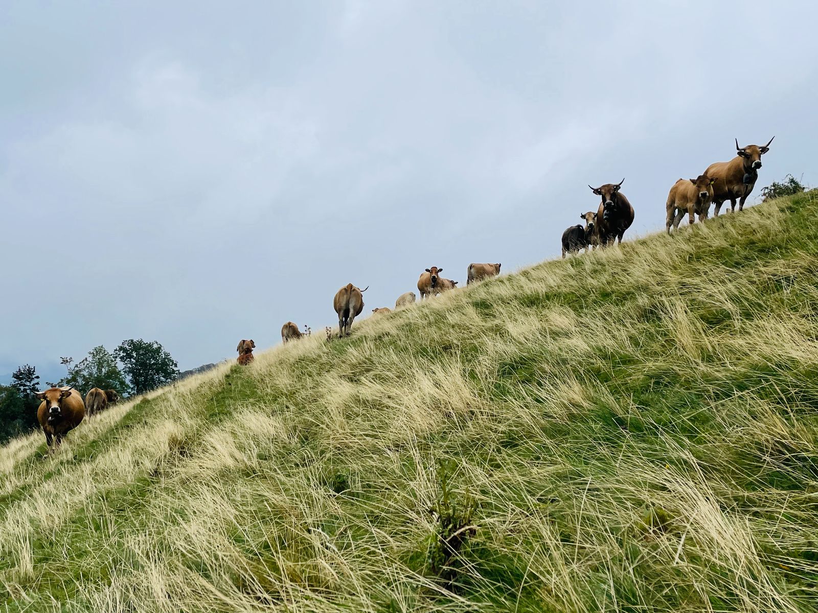 Mutterkühe mit Kälbern auf Alpweide