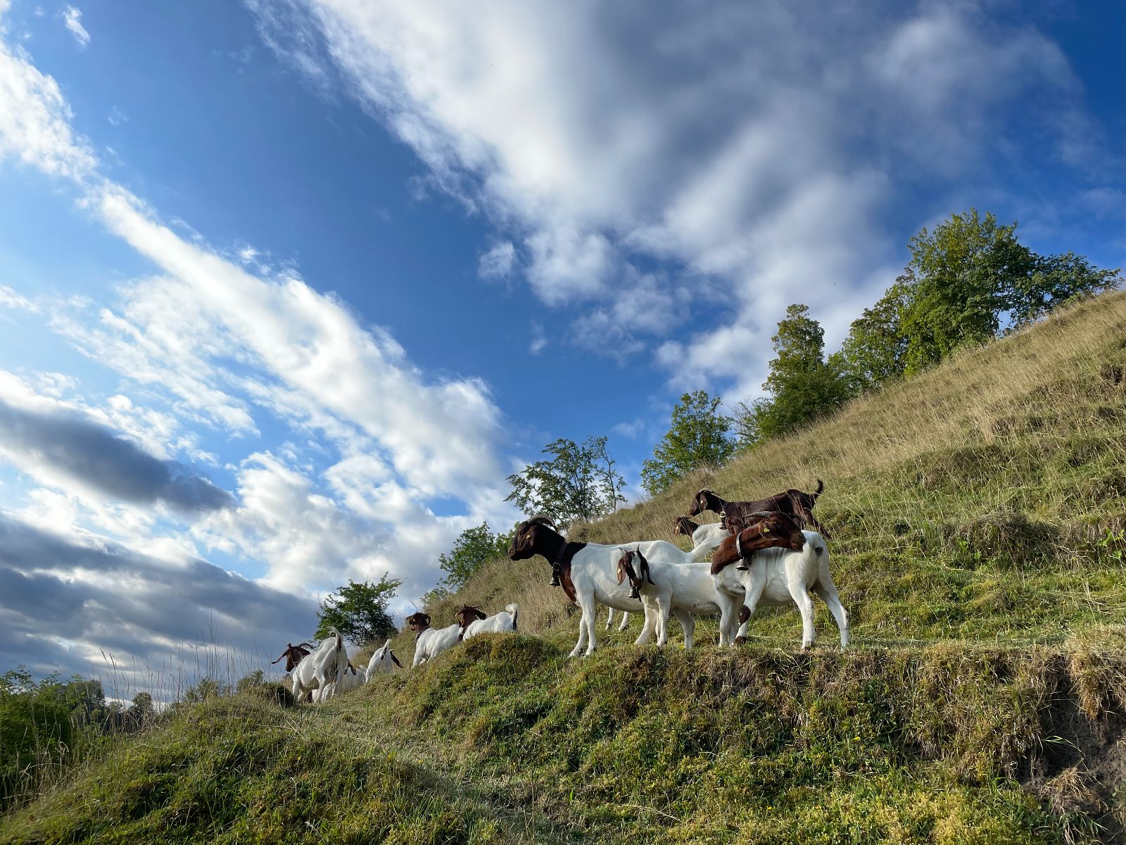 Le capre boere di Rebekka contribuiscono alla biodiversità dell’azienda e si prendono anche cura del paesaggio, brucando i cespugli che altrimenti invaderebbero il pascolo. (Foto: Rebekka Strub)