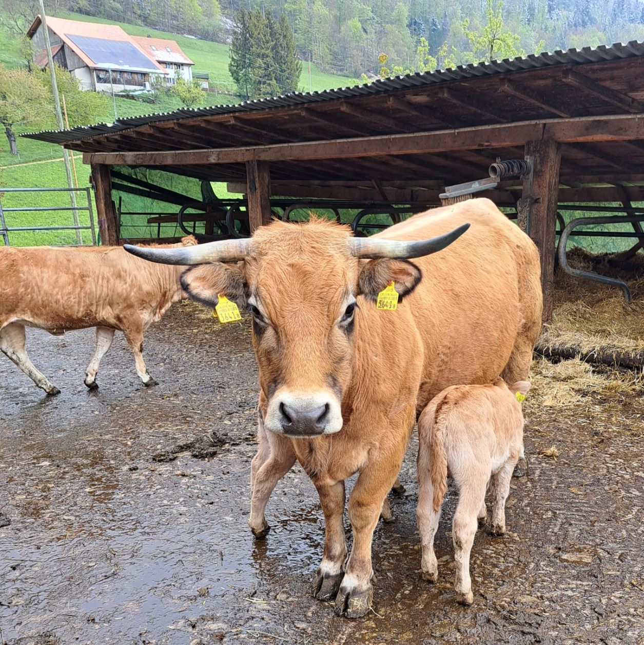 Corna imponenti e occhi bellissimi: le bovine Aubrac, di cui le famiglie Strub e Hengartner sono grandi appassionate. (Foto: Martin Hengartner)