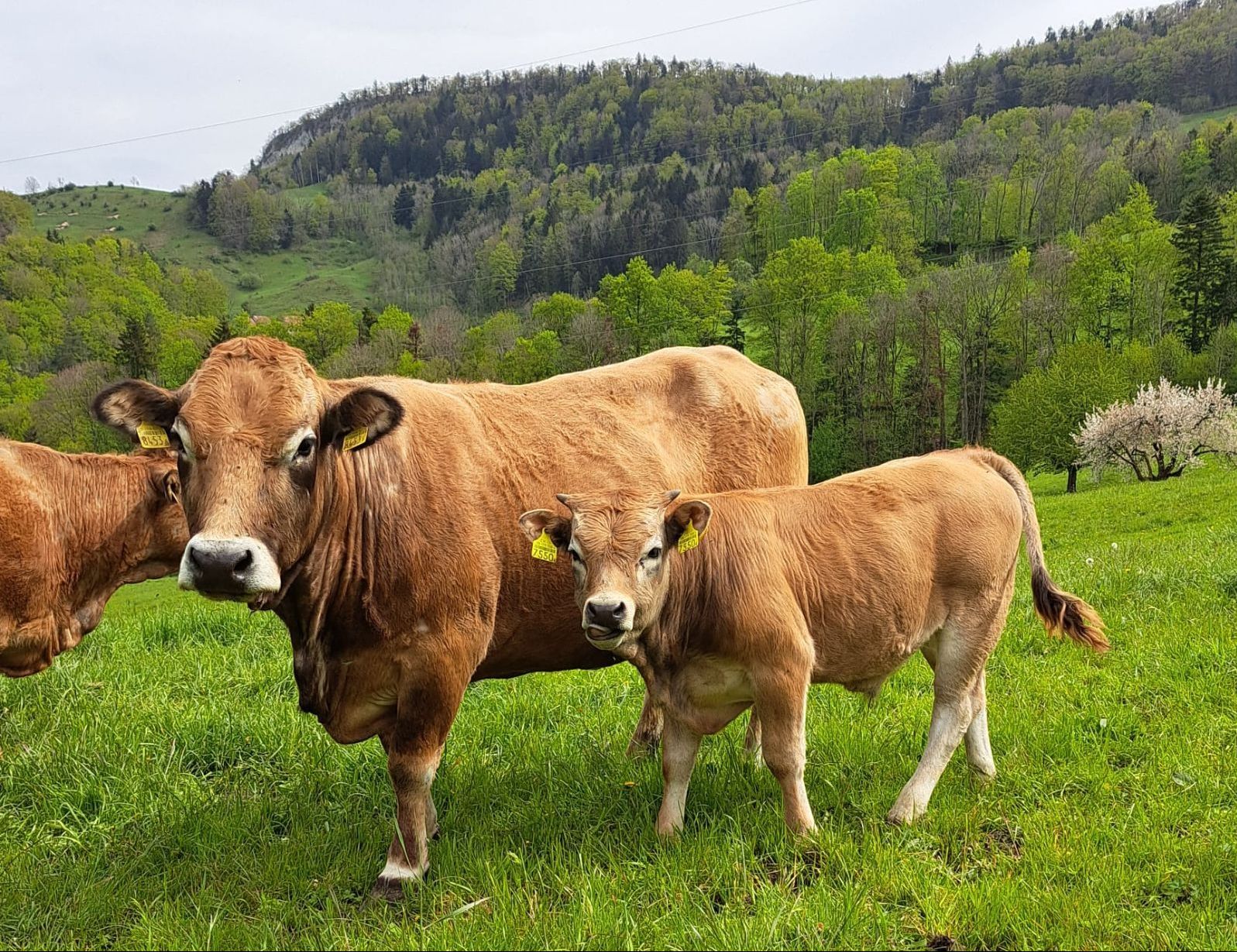 Conformemente alle direttive Natura-Beef Bio, le madri escono ogni giorno al pascolo assieme ai loro vitelli. (Foto: Martin Hengartner)