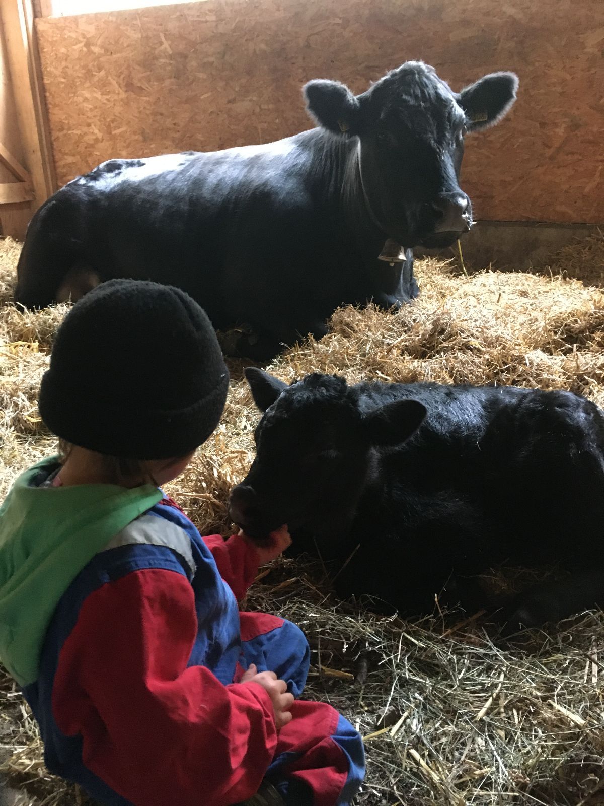 Una cosa che si può fare solo a casa – e solo perché Reto e Käthi conoscono più che bene i loro animali: avvicinarsi a un vitellino e persino accarezzarlo.