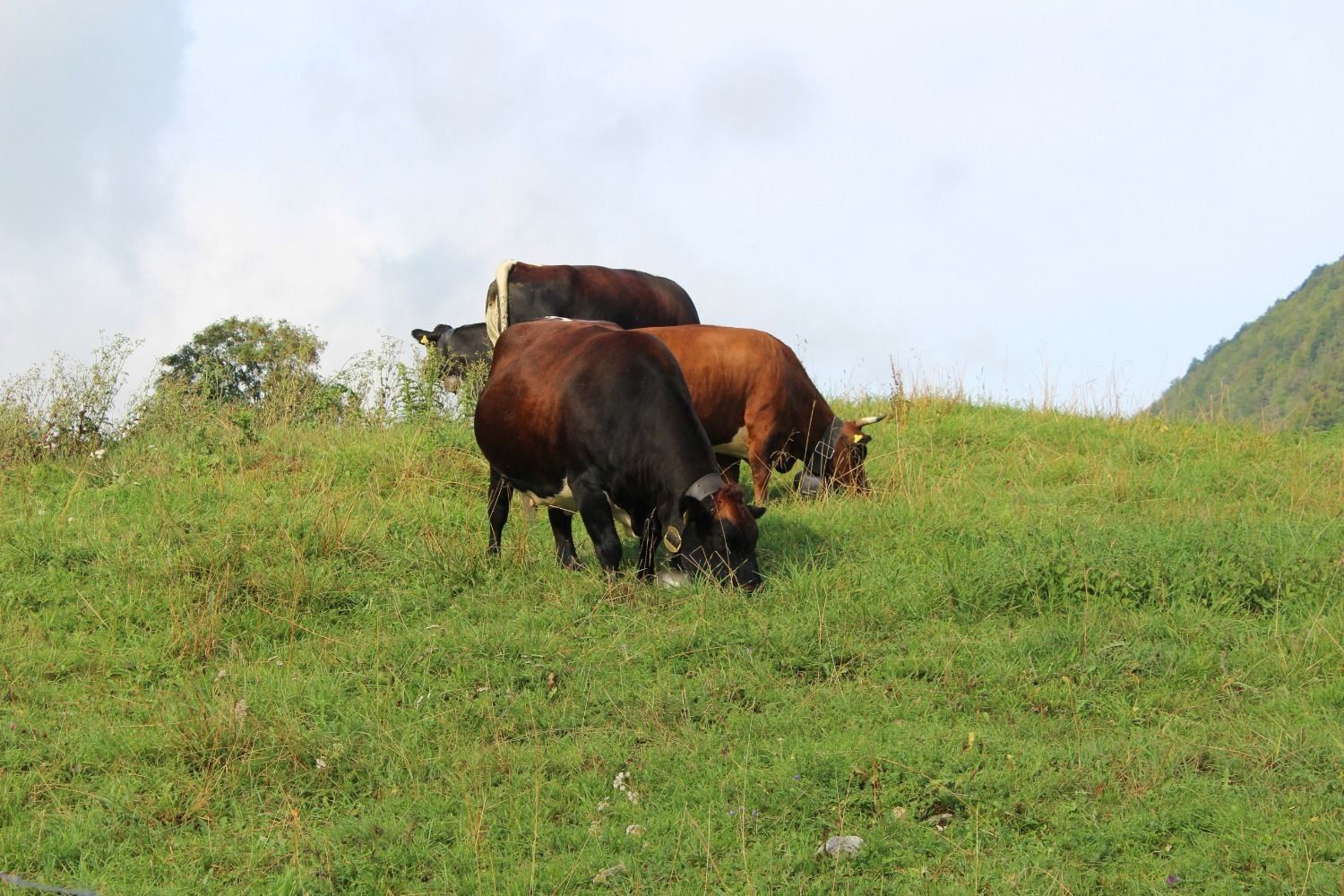 Sui prati di Sandra Mächler e Roman Ackermann pascolano diversi capi di razza Tux-Zillertal, che trasformano l’erba in carne di eccellente qualità (