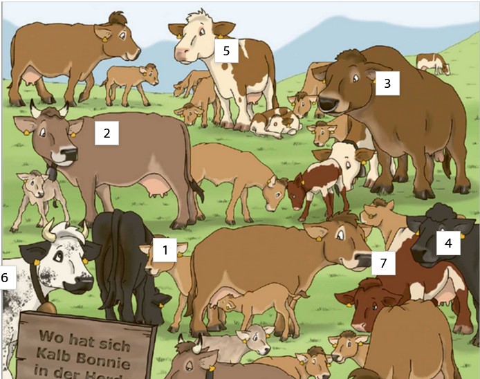 La quarta di copertina del secondo volume di Lea e Ben mostra un prato alpino con tante mucche e vitelli di diversi colori e razze. Sono distribuiti campi con numeri.