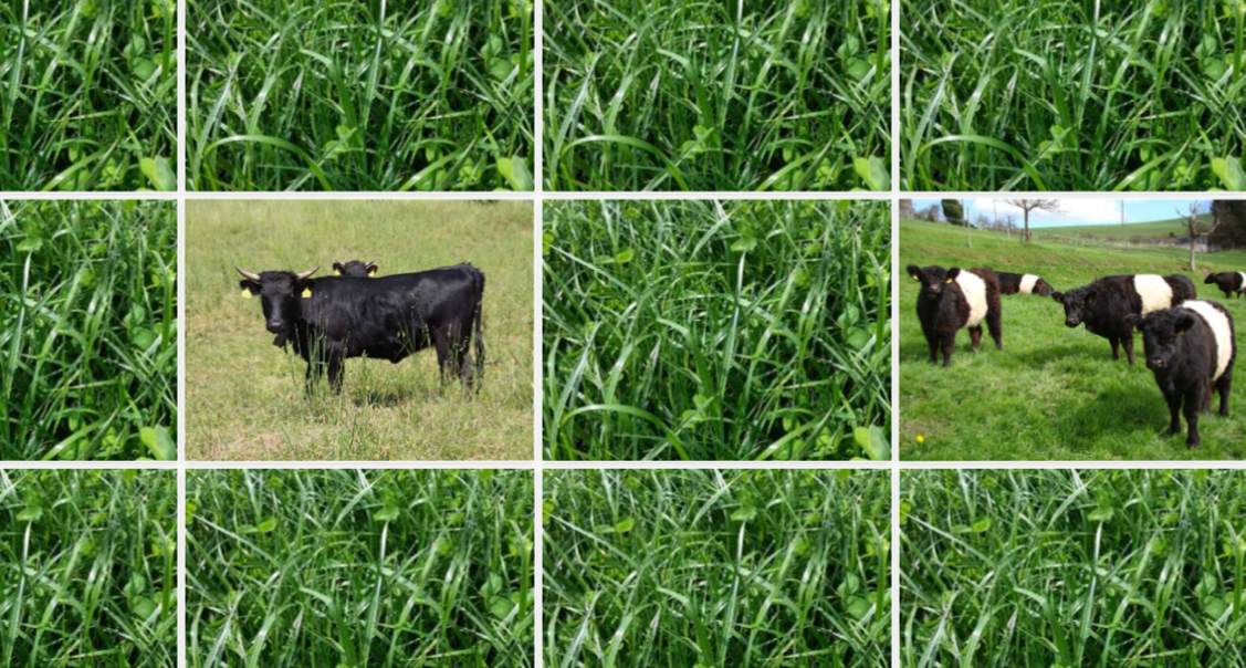 Carte memory con erba, due sono a faccia in su. Una carta mostra il bestiame Galloway e l'altra il bestiame Dexter cornuto al pascolo.